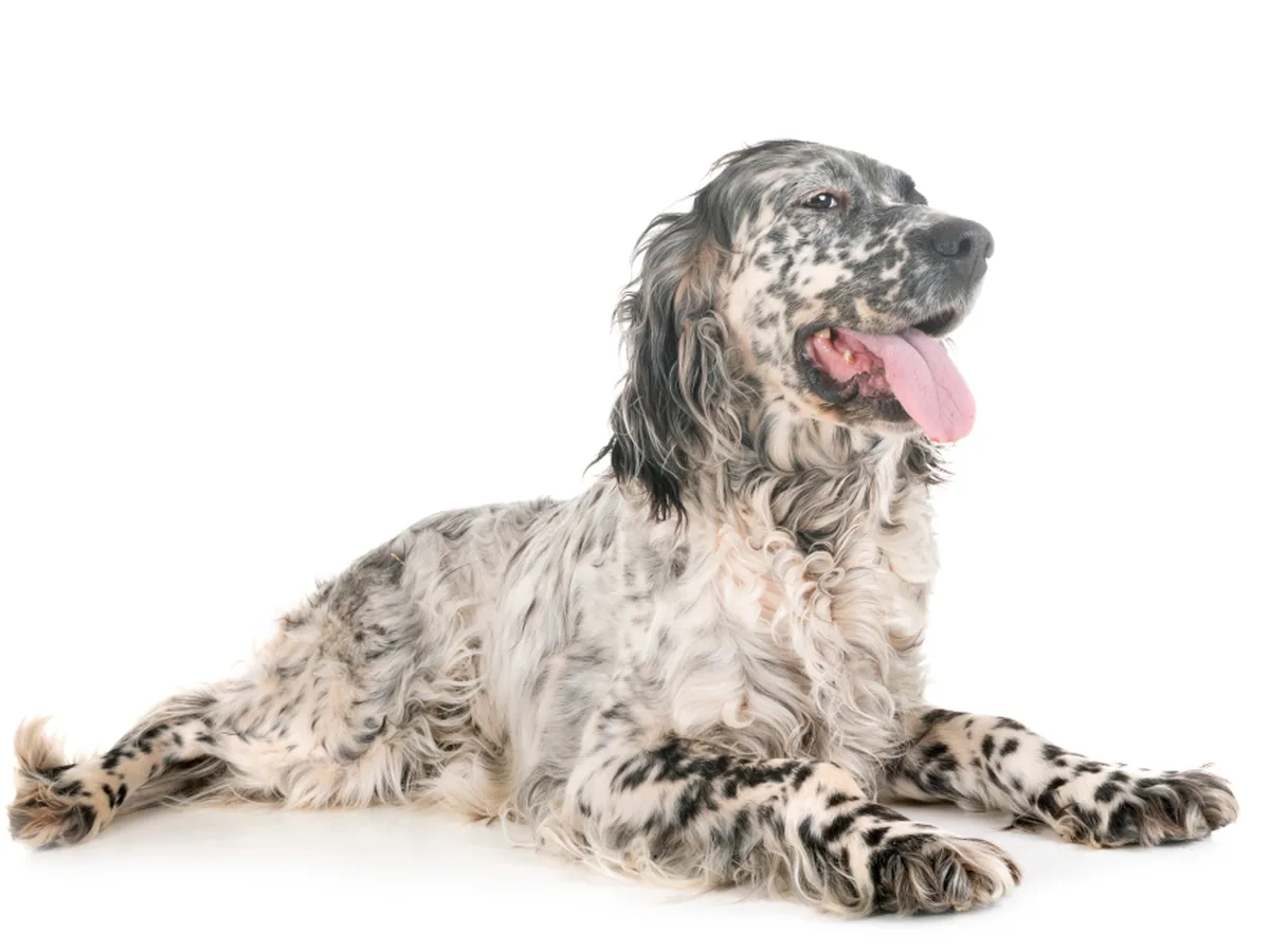 English Setter