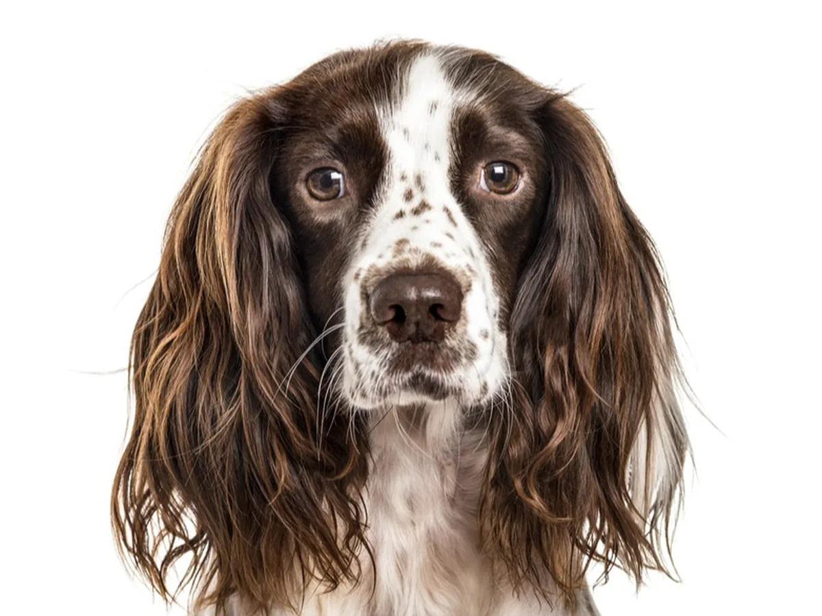 English Springer Spaniel