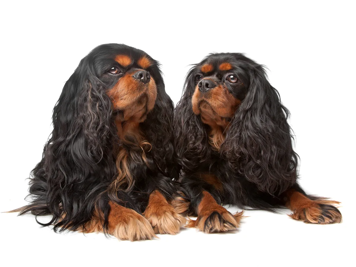 English Toy Spaniel