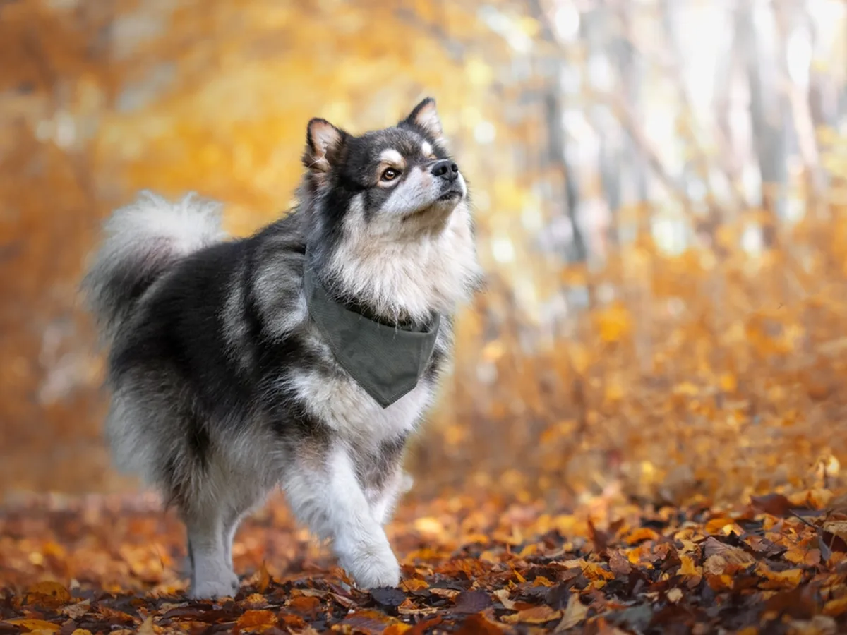 Finnish Lapphund