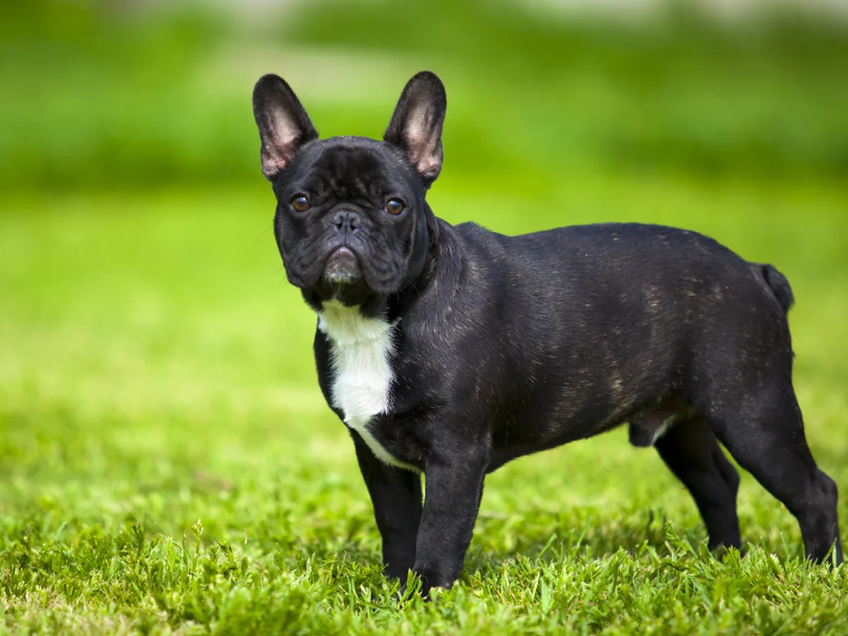 French Bulldog