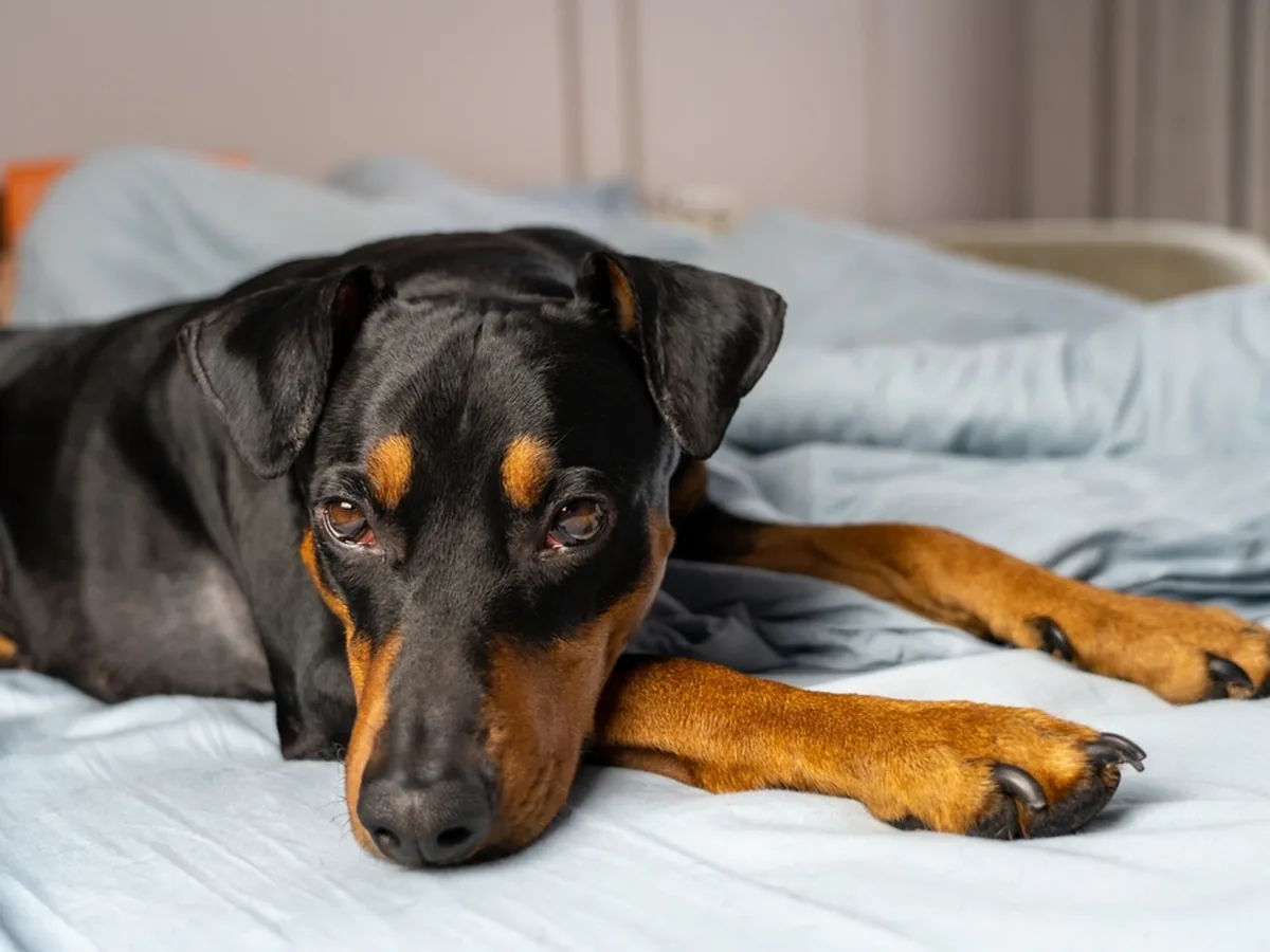 German Pinscher