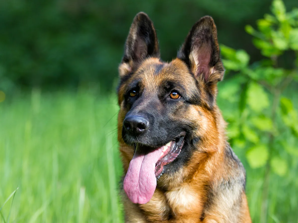 German Shepherd