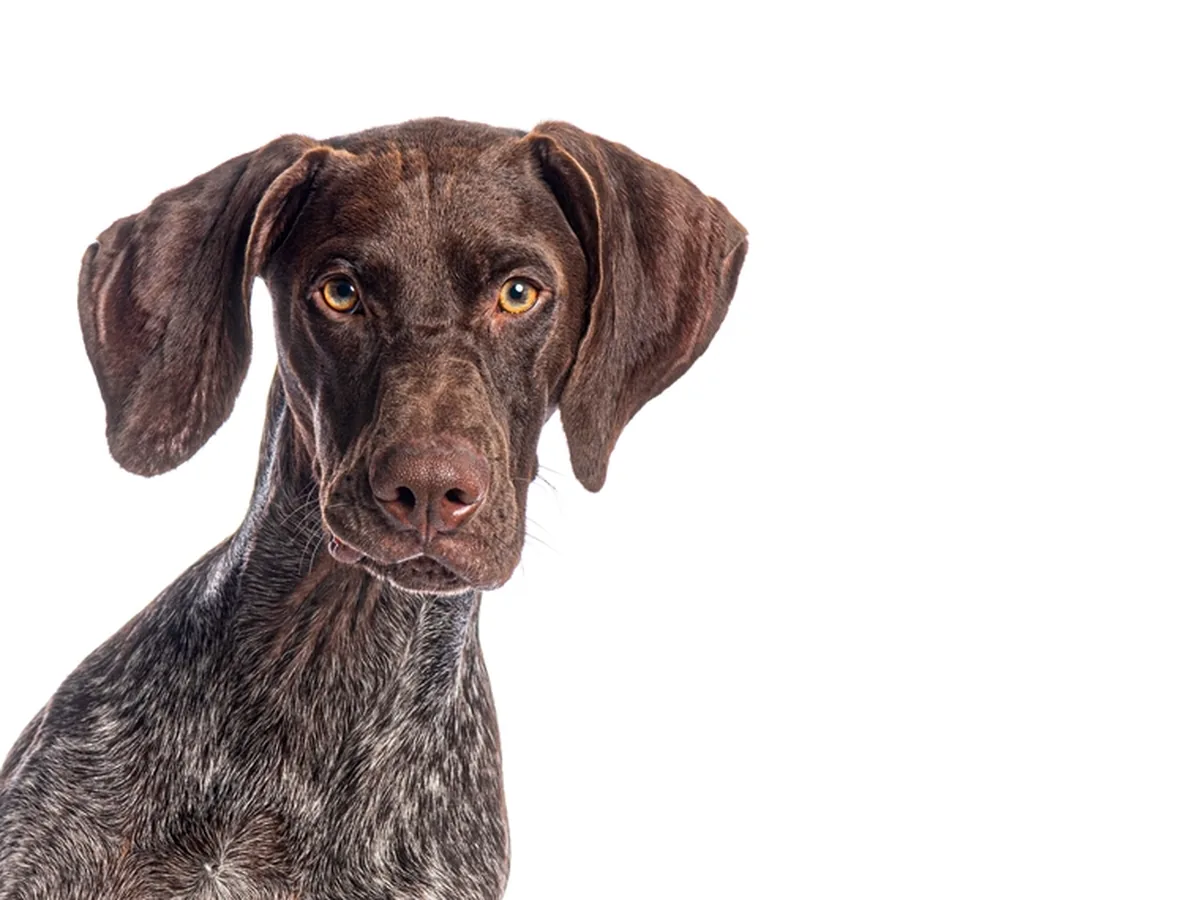 German Shorthaired Pointer
