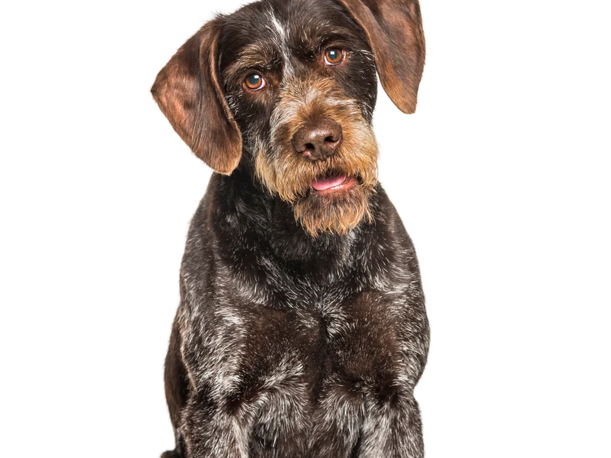 German Wirehaired Pointer