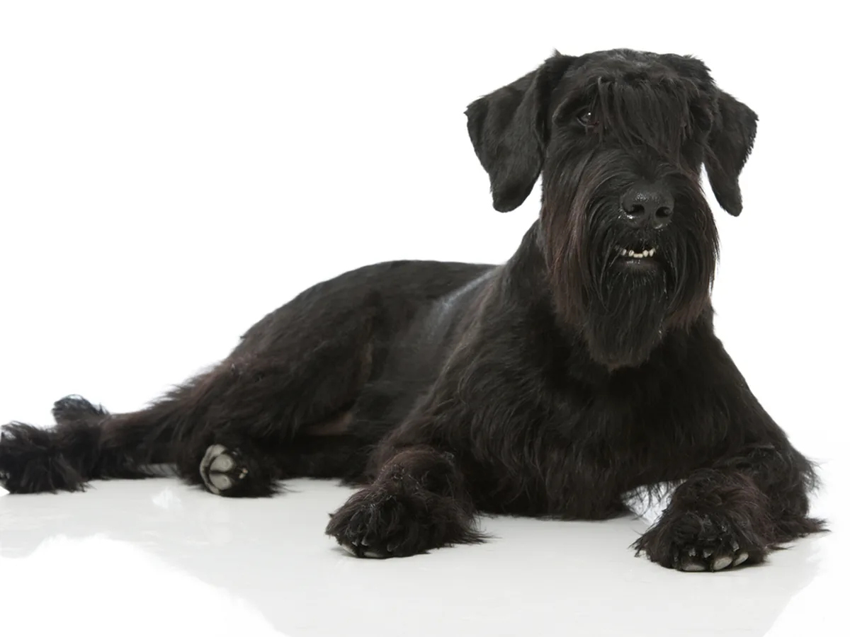 Giant Schnauzer
