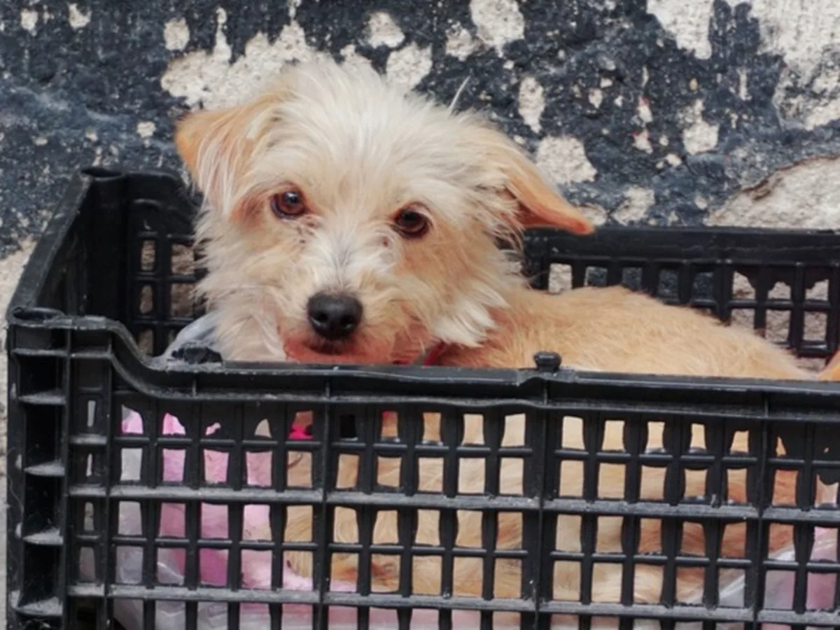 Glen of Imaal Terrier