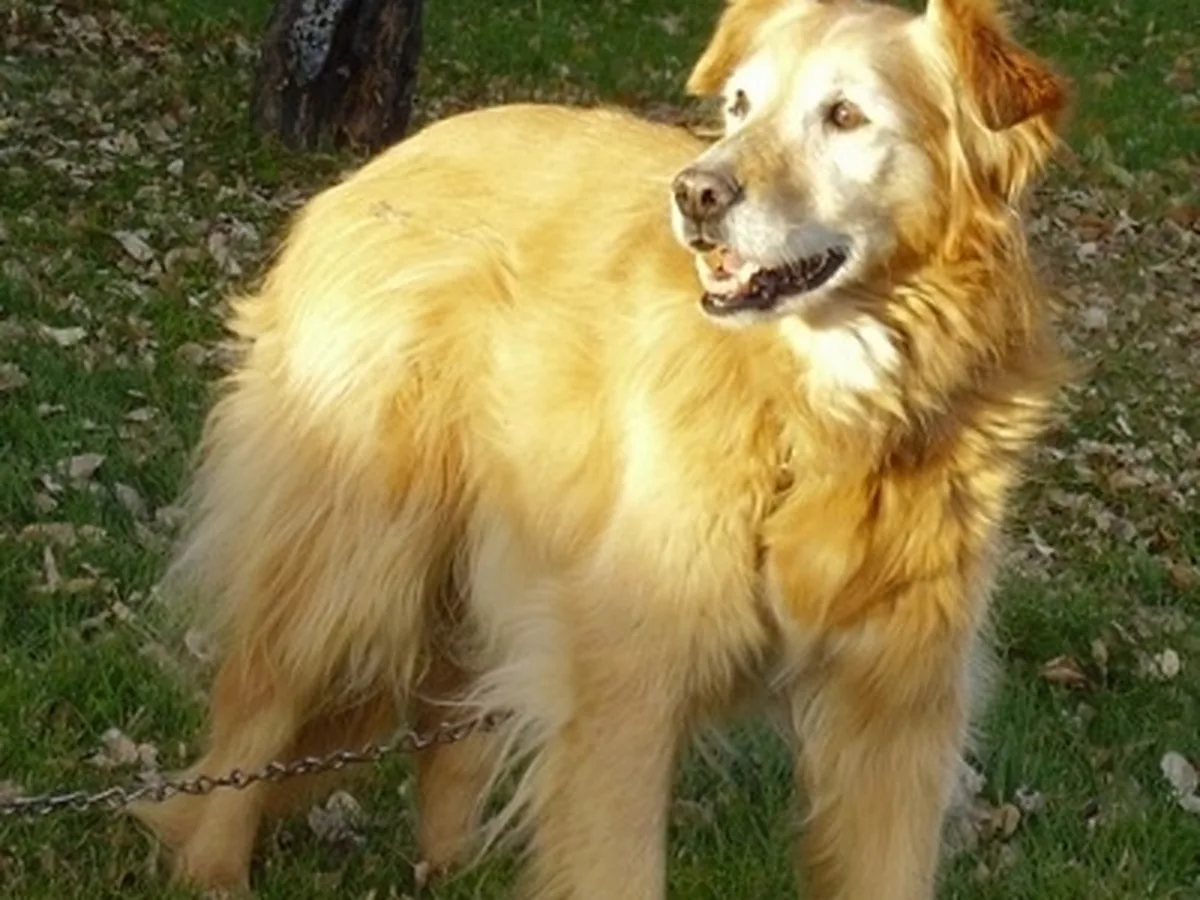 Gollie