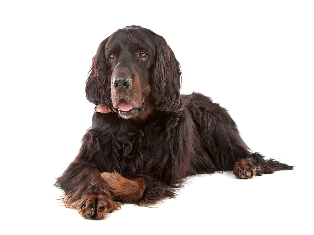 Gordon Setter
