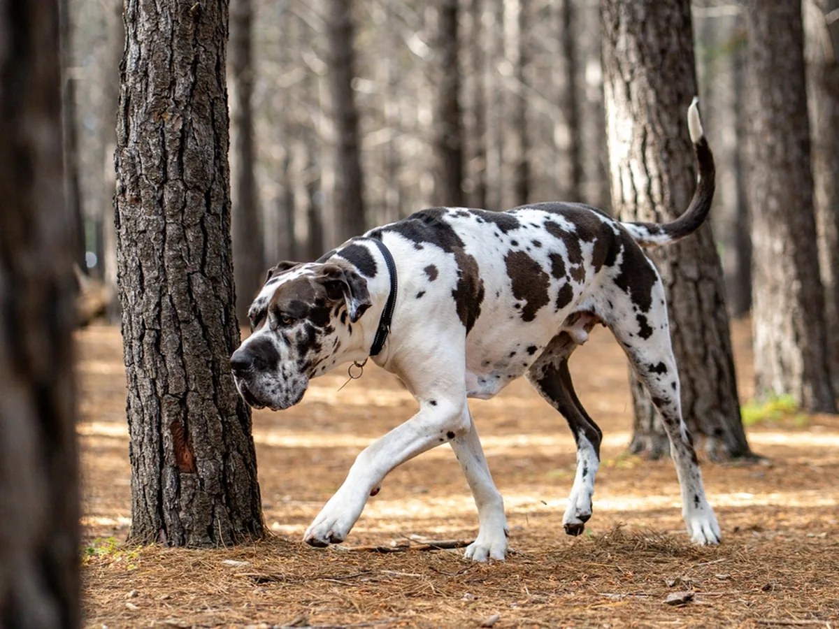 Great Dane
