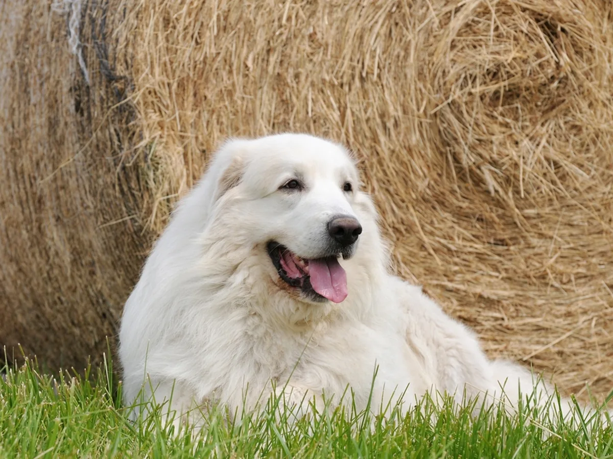 Great Pyrenees