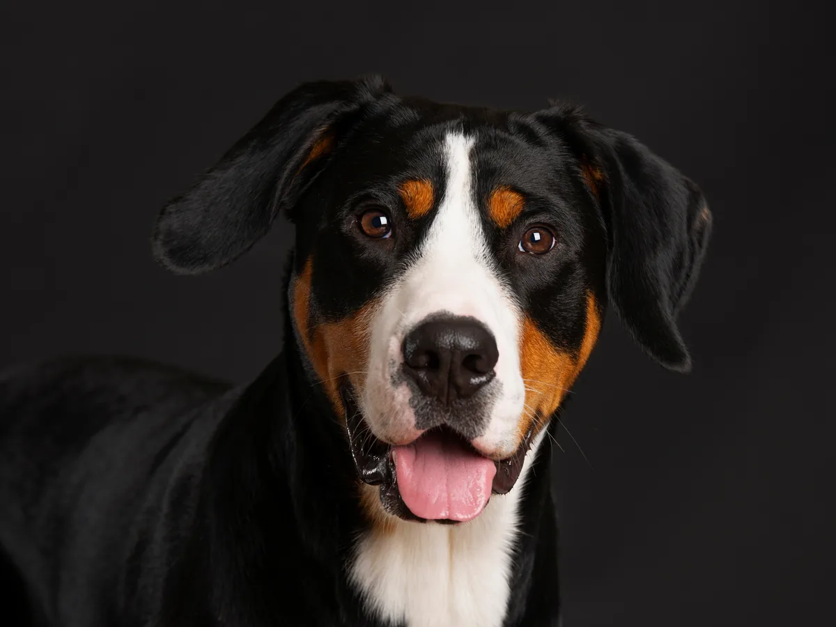 Greater Swiss Mountain Dog