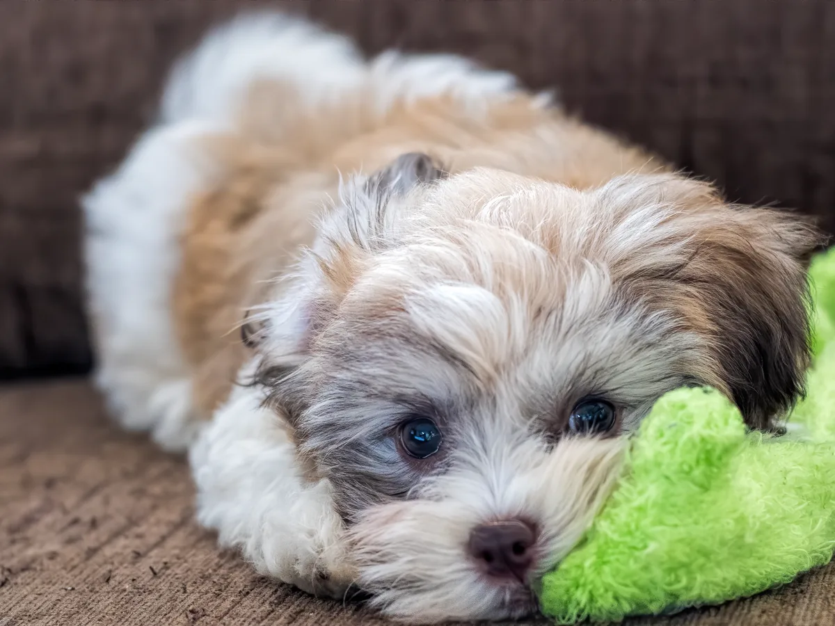 Havanese