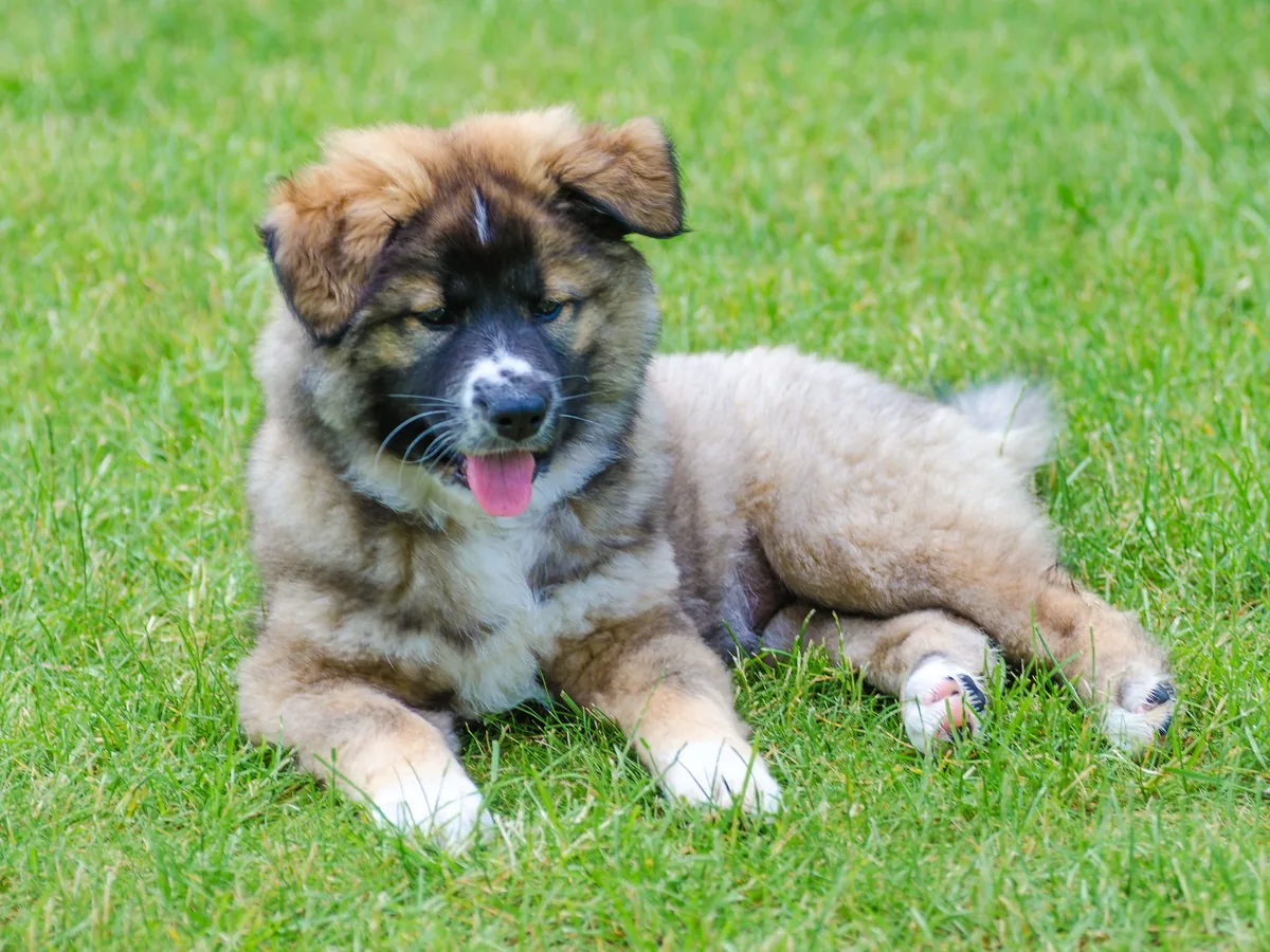 Icelandic Sheepdog