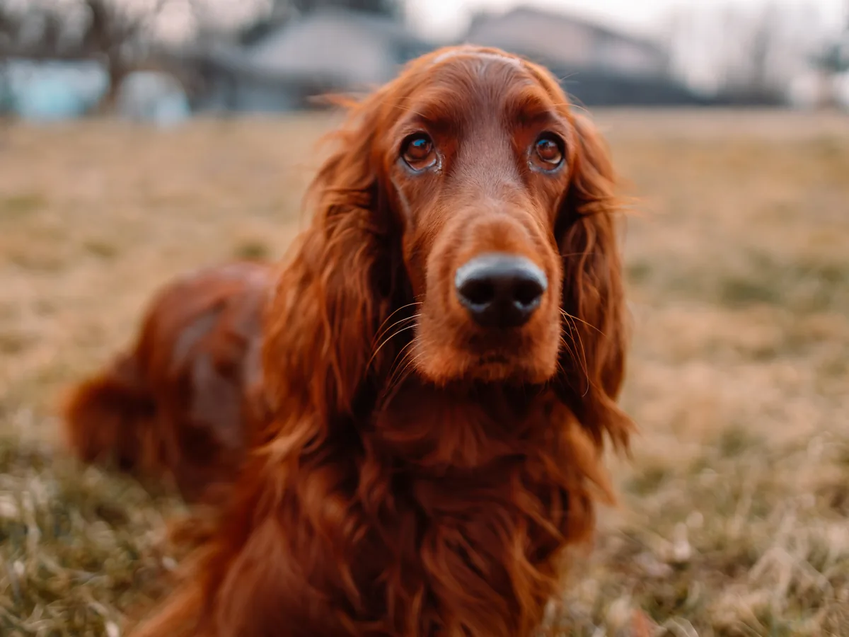 Irish Red Setter