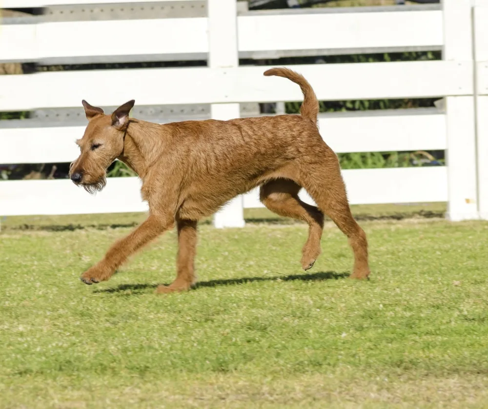 Irish Terrier