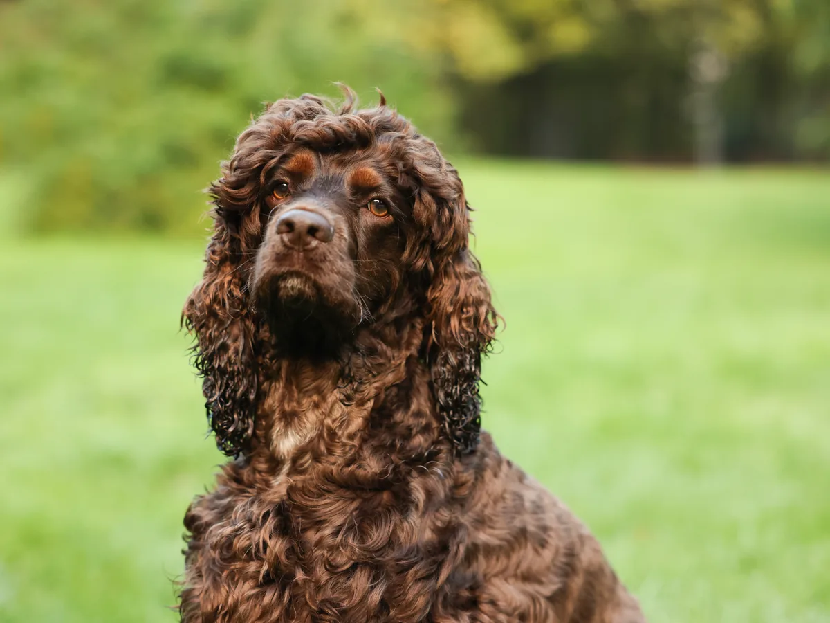 Irish Water Spaniel