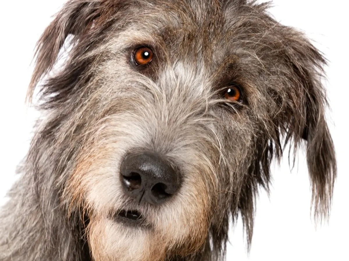 Irish Wolfhound