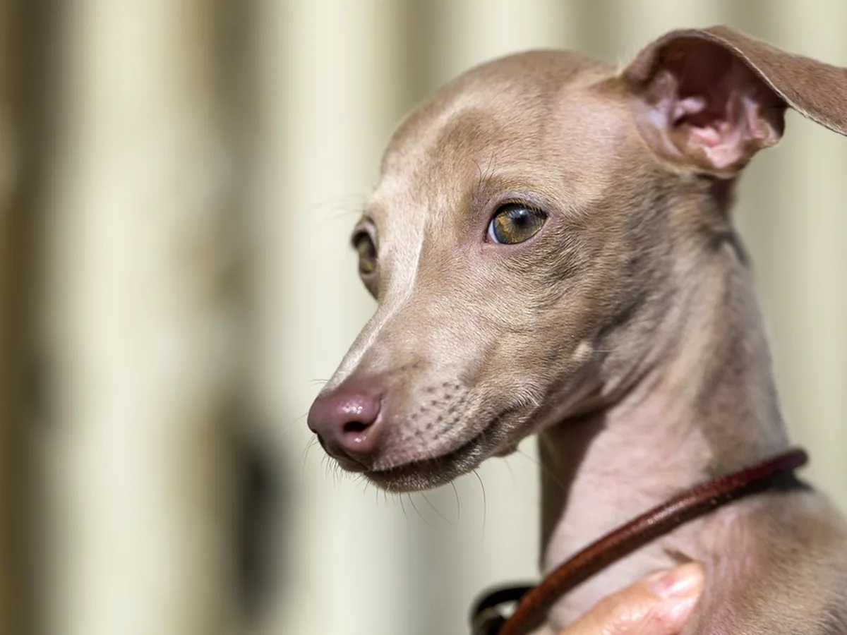 Italian Greyhound