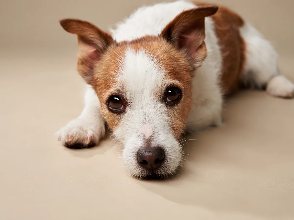 Jack Russell Terrier