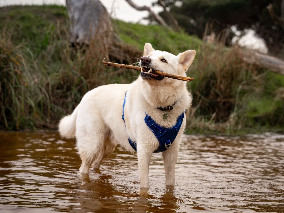 Jindo