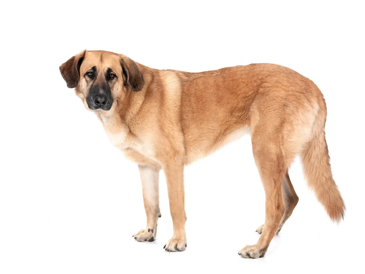 Kangal (Turkish Kangal)