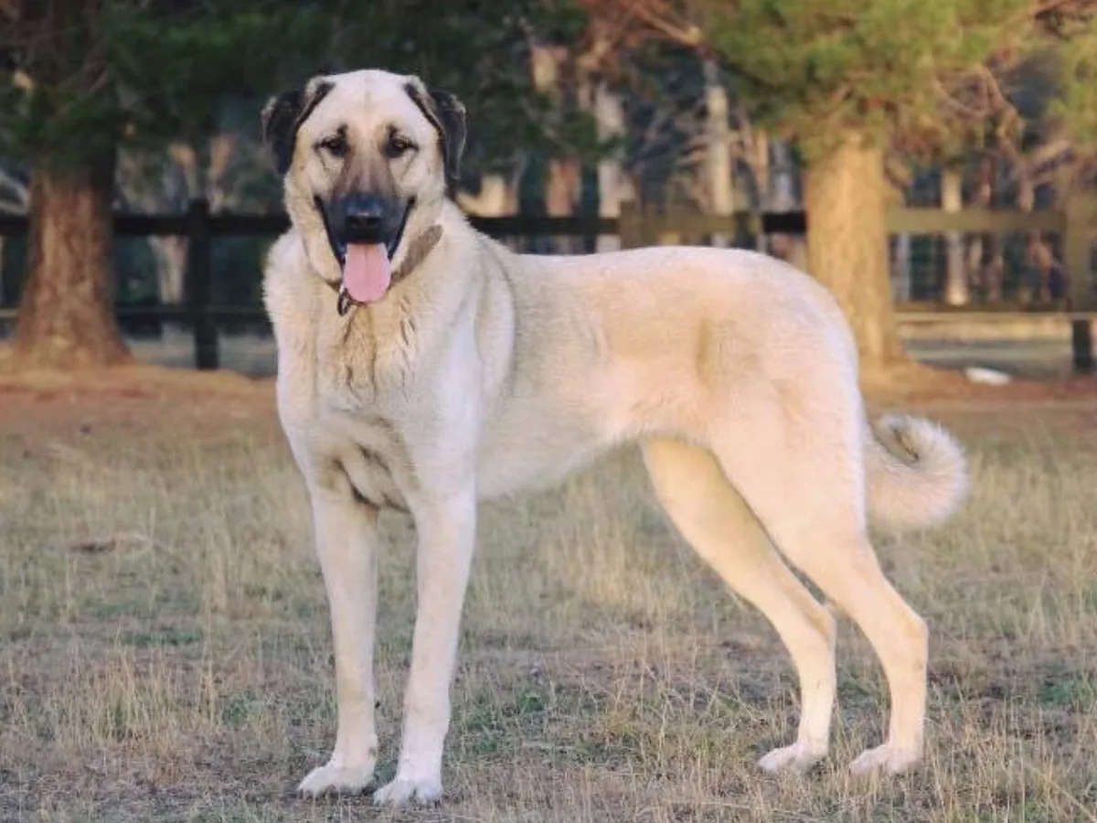 Kangweiler