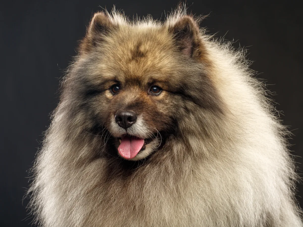 Keeshond