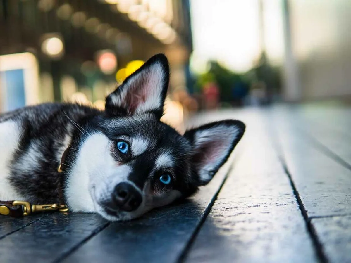 Klee Kai (Alaskan)