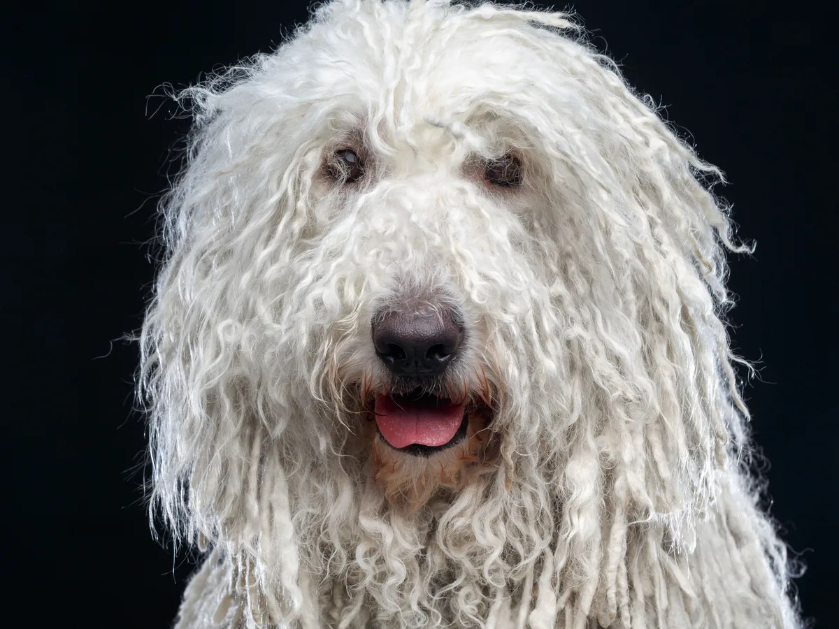 Komondor