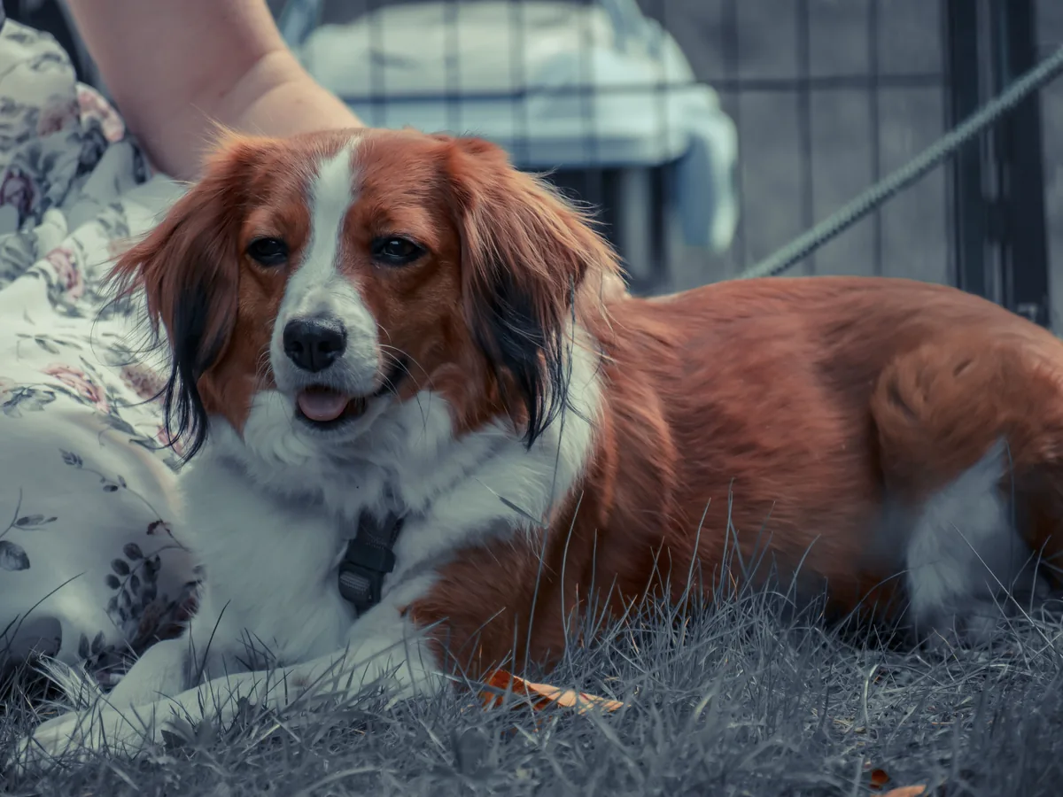 Kooikerhondje
