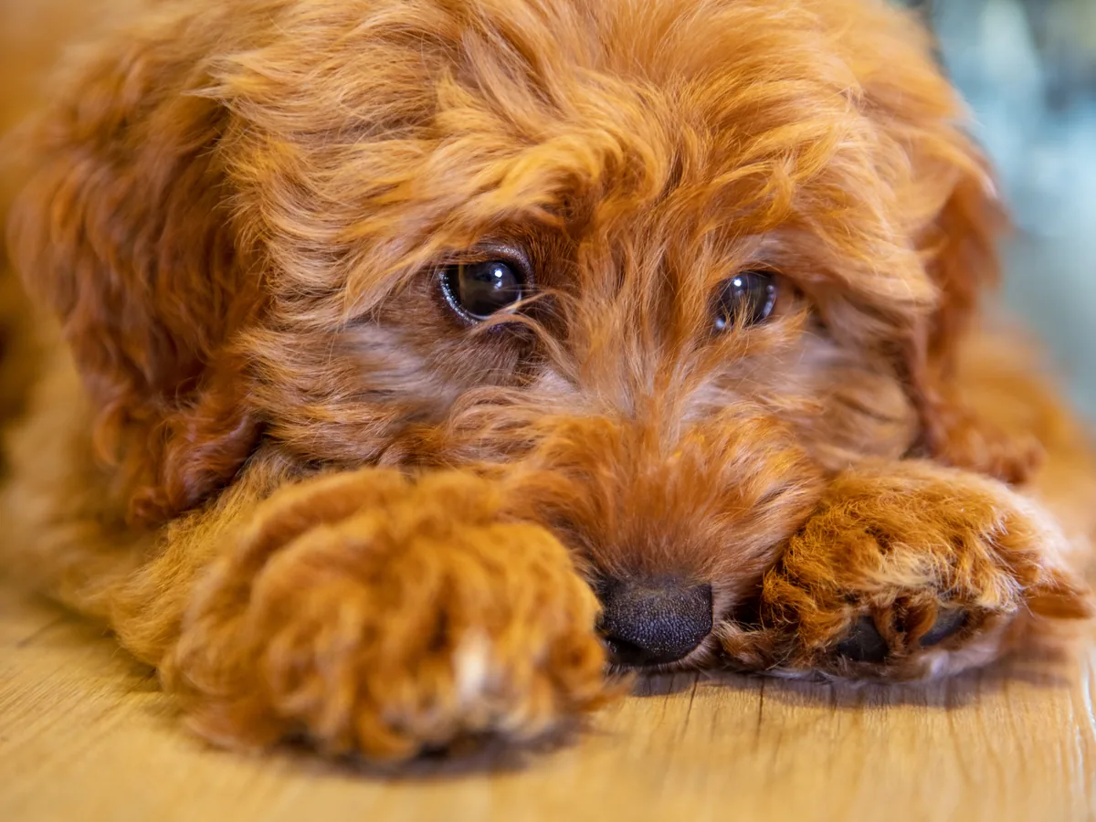 Labradoodle