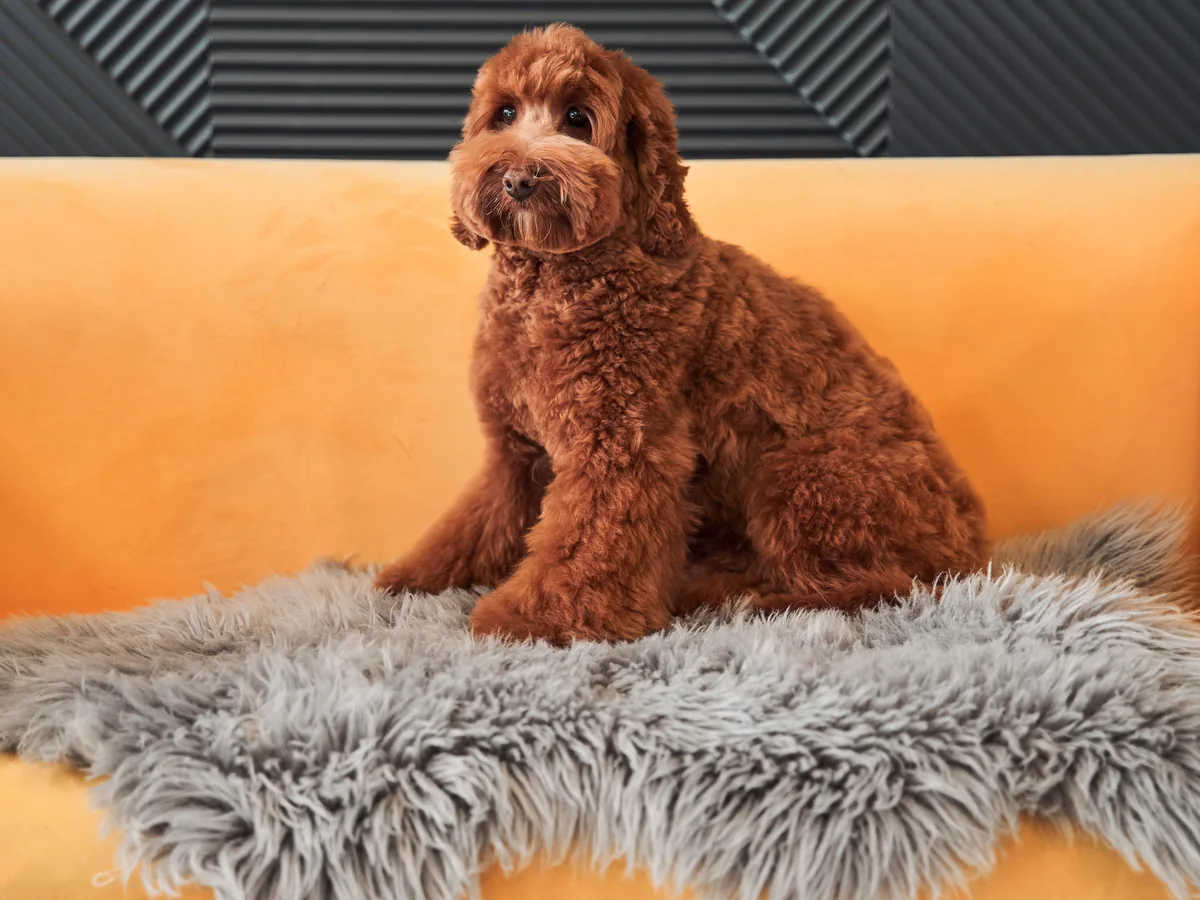 Labradoodle with curly coat — higher grooming needs than a Labrador Retriever