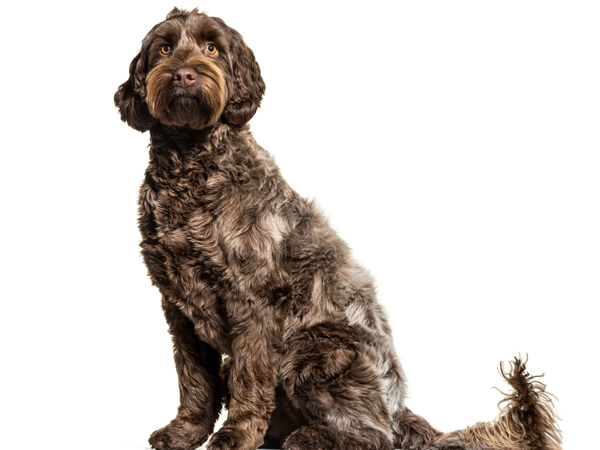 Labradoodle outdoors — ideal for active families who want lower shedding