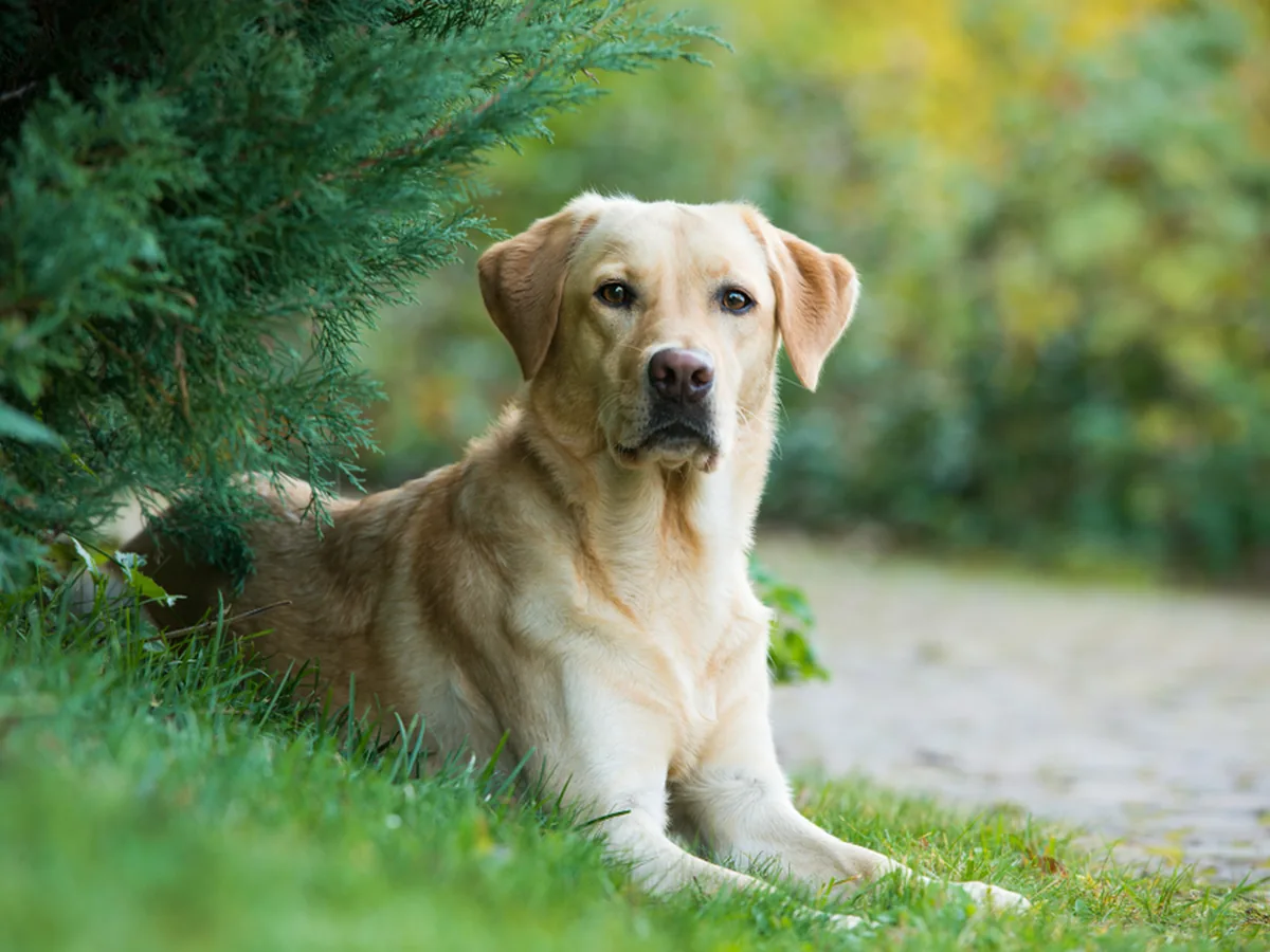 Labrador Retriever