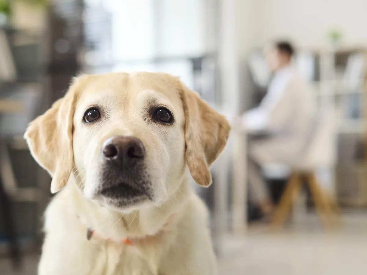 Labrador Retriever playing outdoors — energetic, trainable, excellent family dog