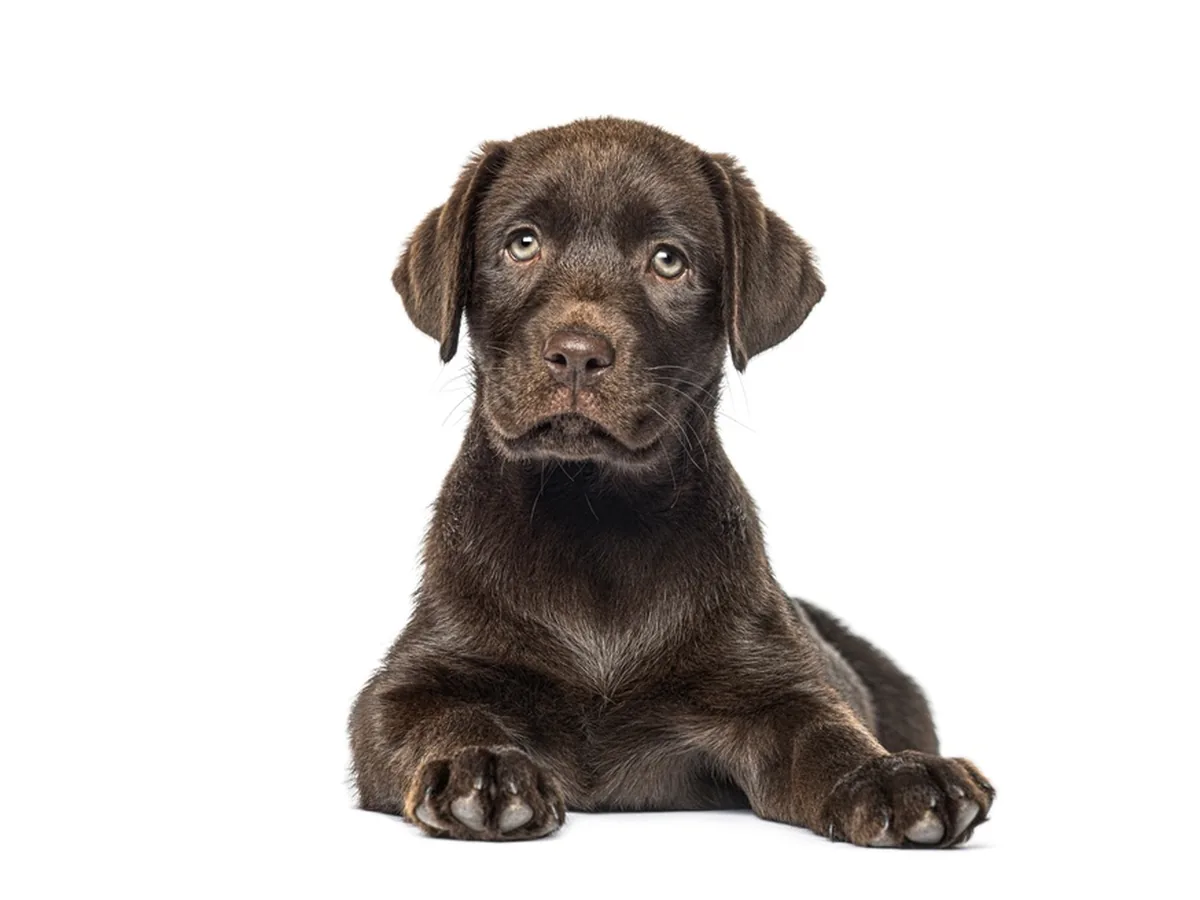 Labrador Retriever face close up — prone to obesity, hip dysplasia, and elbow dysplasia