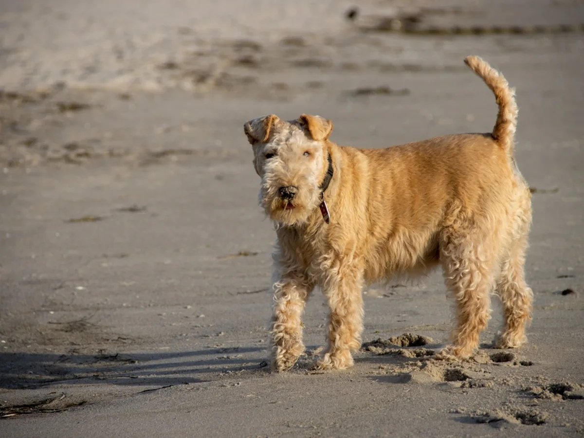 Lakeland Terrier