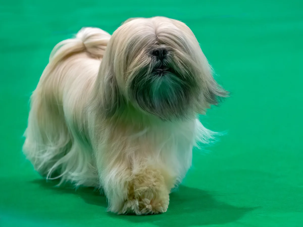 Lhasa Apso