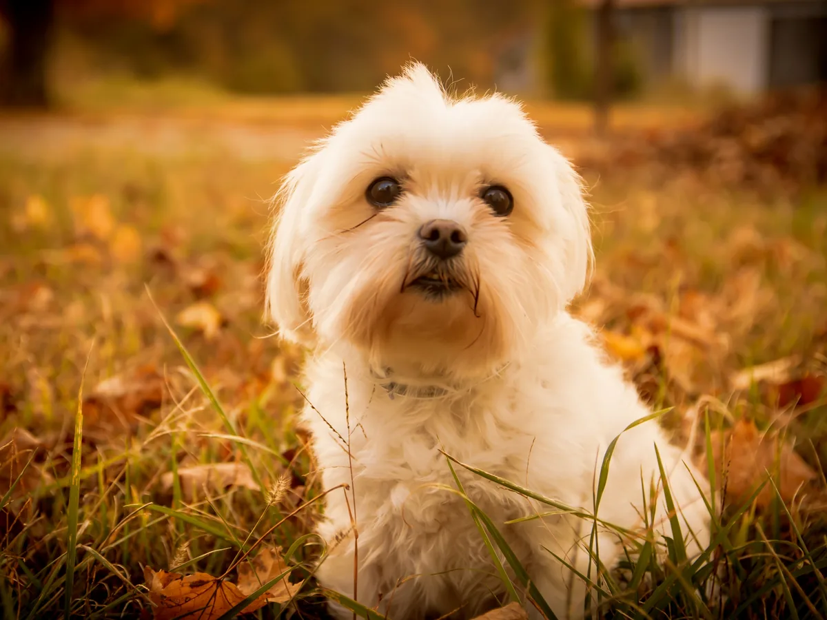 Maltese