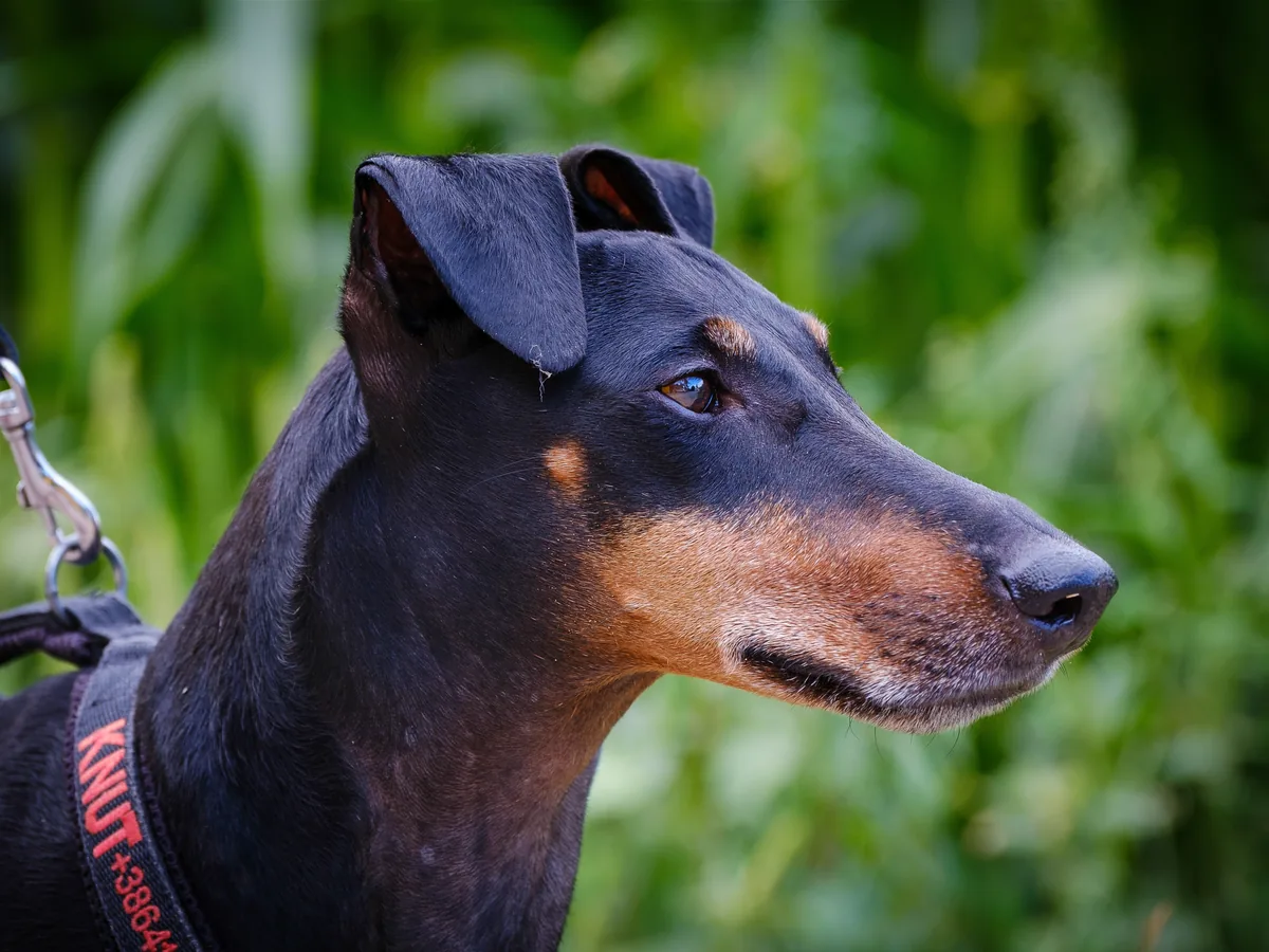 Manchester Terrier