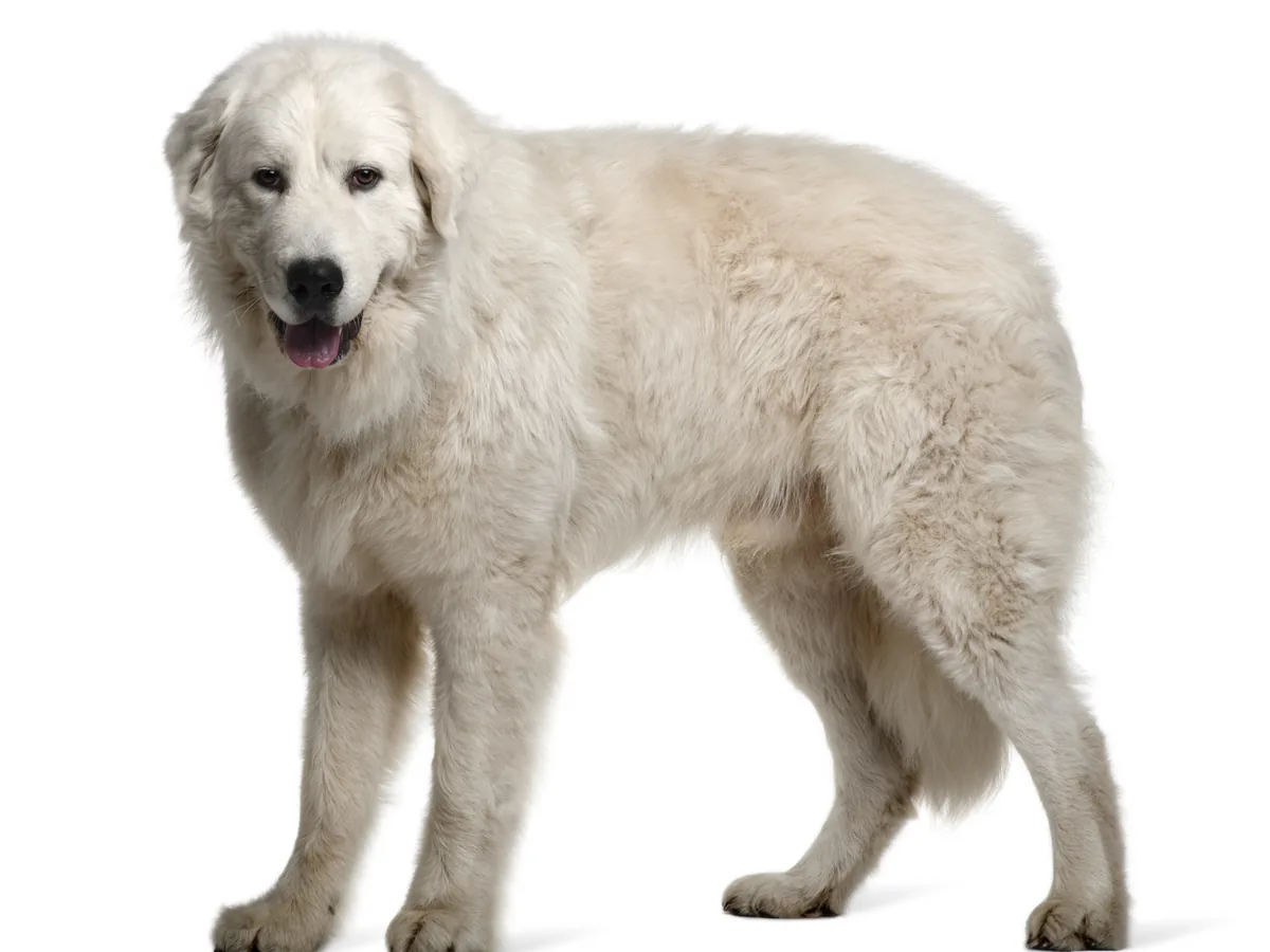 Maremma Sheepdog