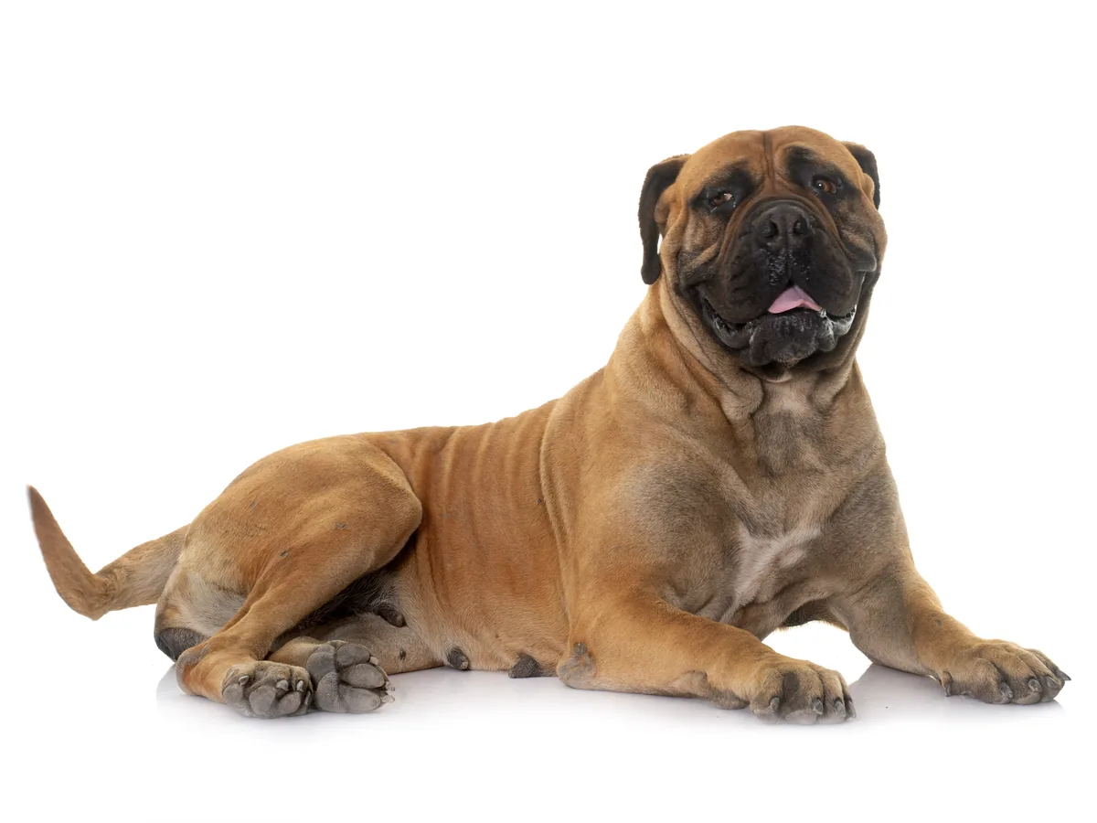 Mastiff