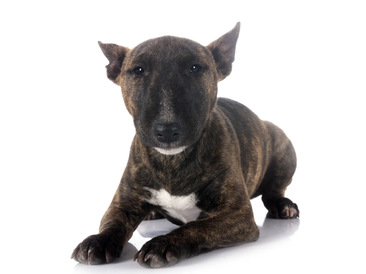 Miniature Bull Terrier