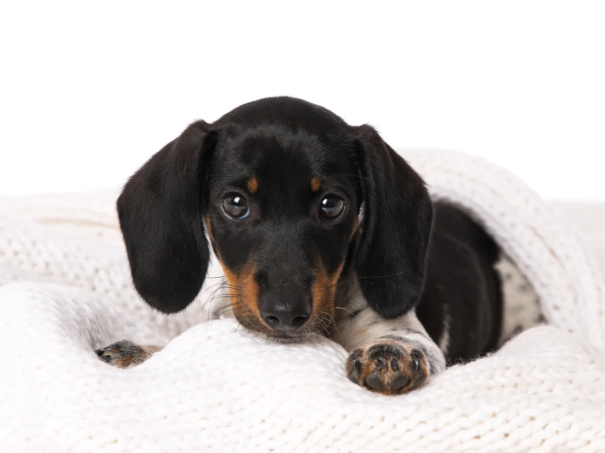 Miniature Dachshund