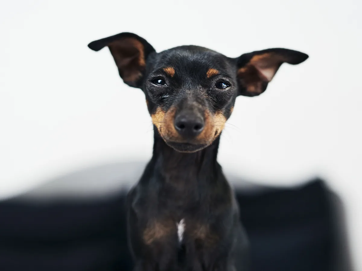 Miniature Pinscher