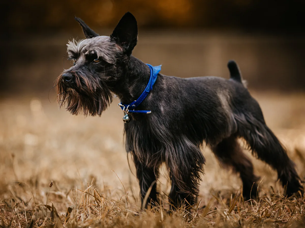 Dark Miniature Schnauzer wearing a blue collar outdoors