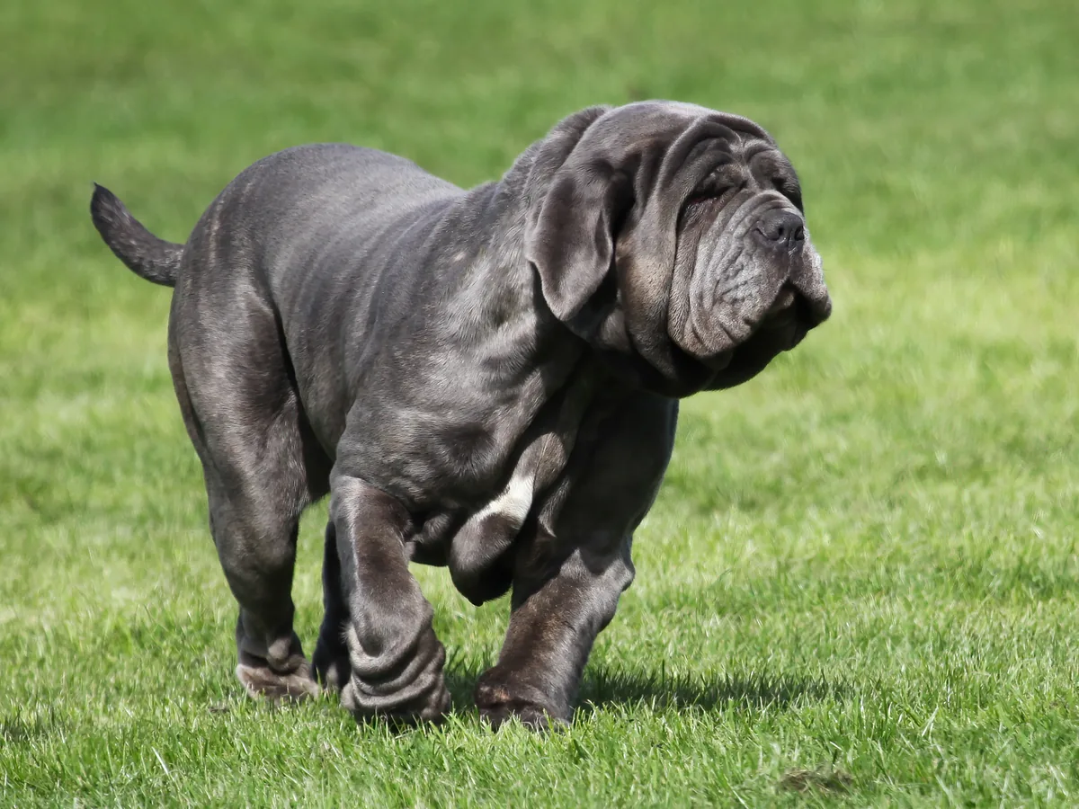 Neapolitan Mastiff