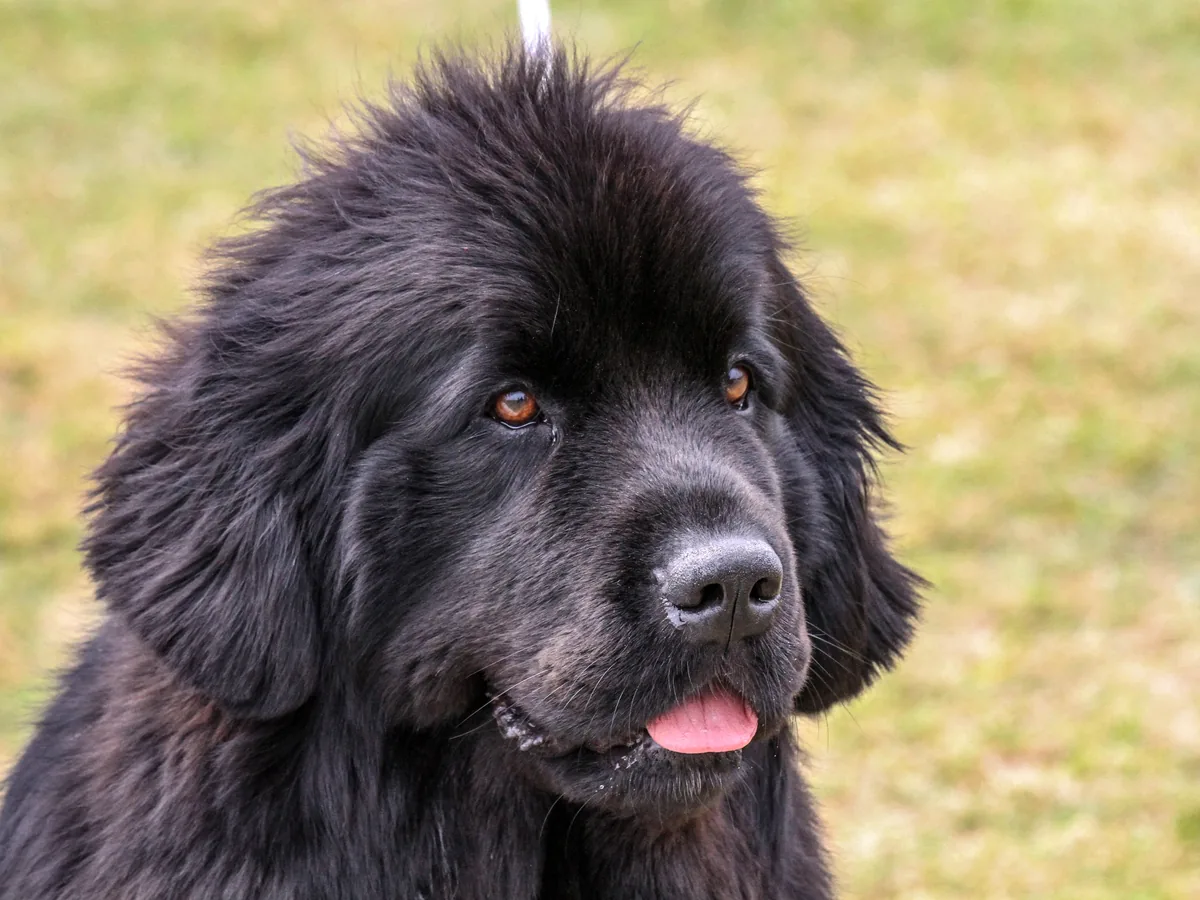 Newfoundland