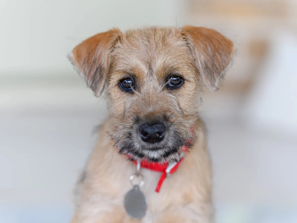 Norfolk Terrier
